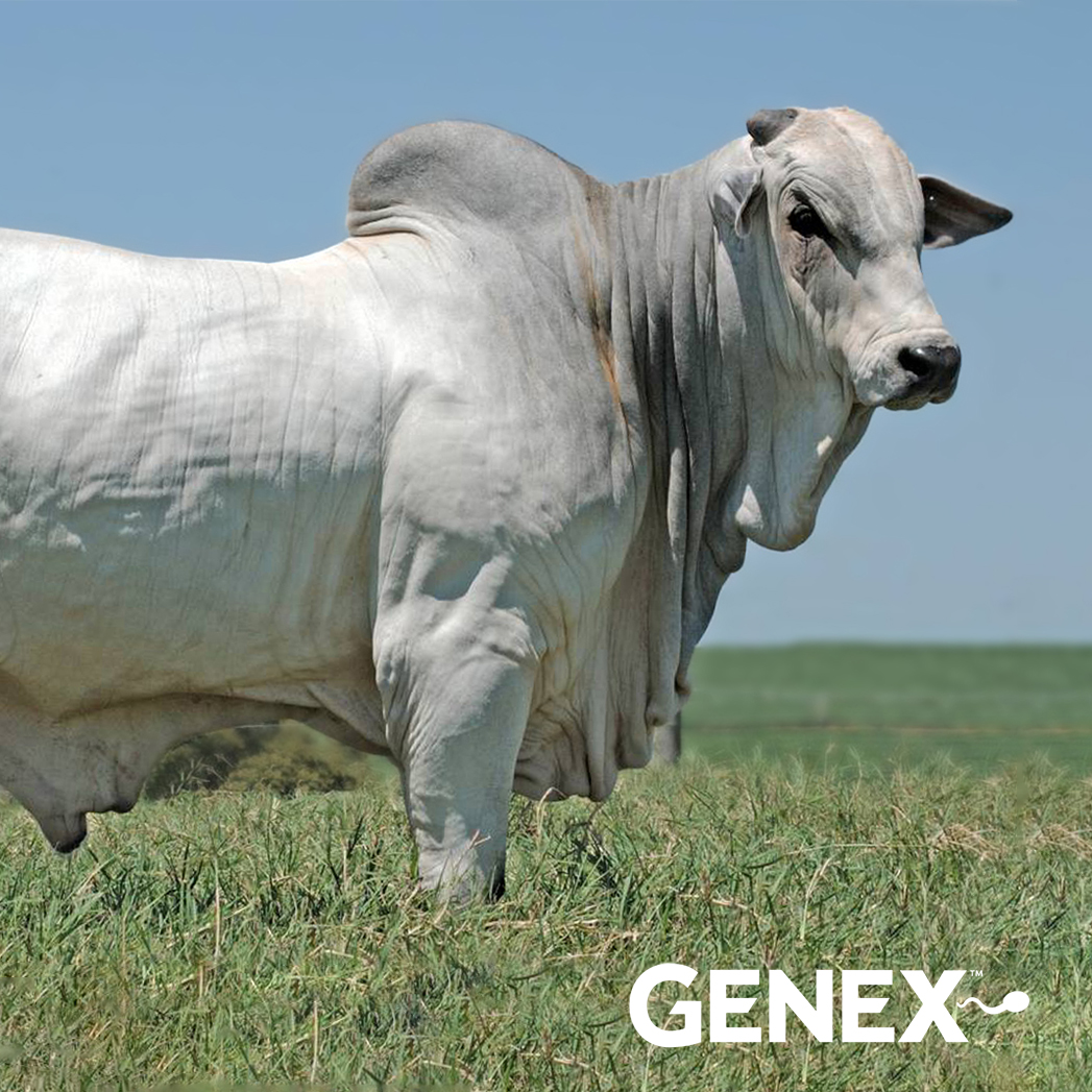 FENDER-GENEX